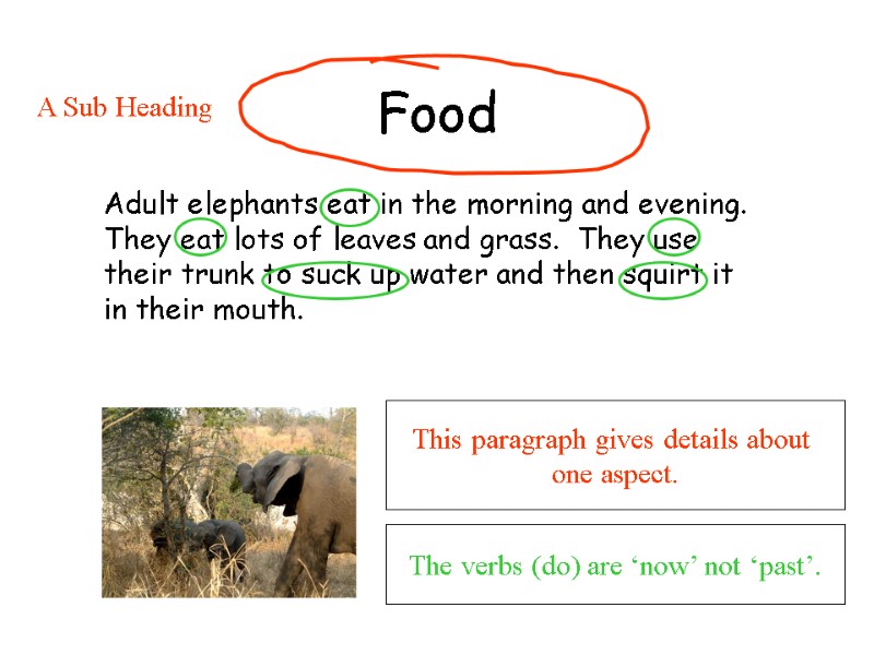 Food  Adult elephants eat in the morning and evening.  They eat lots